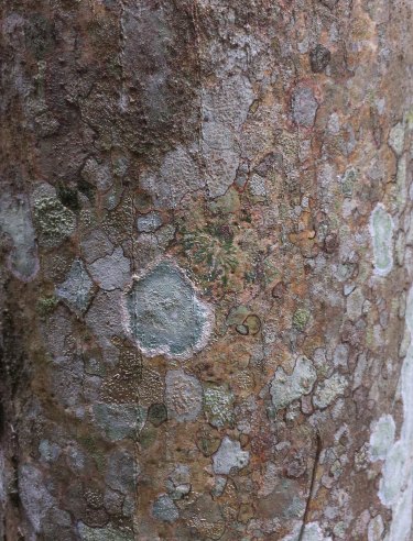 Foto_arbol_Violeta_Percia